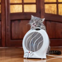 猫を危険な目に遭わせかねない『家電』4つ　トラブルの可能性や事故の予防策まで