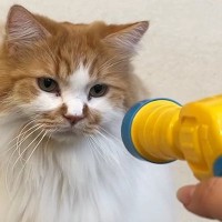 ふわふわのボールが飛ぶおもちゃで『猫』と遊んでいたら…『想定外すぎる展開』に爆笑する人続出「動くクリスマスツリーｗ」「可愛すぎるｗ」