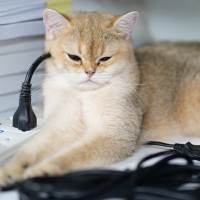 猫が『電気コード』を噛もうとする理由4つ　起こりうる事故の危険性や予防策も解説
