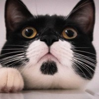 Larryにとっては大先輩　「ネズミ捕り主任」として首相官邸に君臨した白黒猫　英国