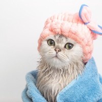 猫を『シャンプー』するときの絶対NG行為4つ　誤った方法が思わぬトラブルに？