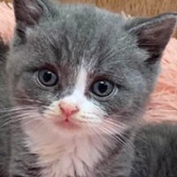 『猫詐欺？』小さくて可愛らしかった『パヤパヤ子猫』が、成長した結果…「変身しすぎｗ」「付き合ってるときと結婚後」笑撃ビフォーアフターに反響