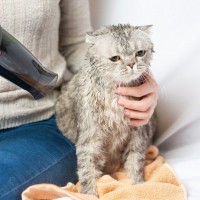 猫にとっては不快に感じる『生活音』5選　負担を減らすためにできる対処法もご紹介