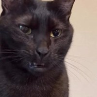 『あくびしないの』と聞かれた黒猫→次の瞬間…普段とは違う『まさかすぎる口の動き』が96万再生「スッキリしないｗ」「大爆笑」「ニヤけたｗ」