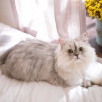 猫に見られやすい『遺伝病』3つ　主な症状から発症しやすい猫種まで解説