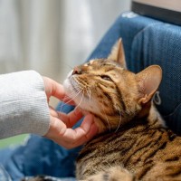 『猫をこよなく愛する有名人』4選　積極的な保護活動や支援を行う人も