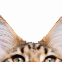 猫の『耳』はどのくらい聞こえているの？　聴力に関する5つの豆知識をご紹介