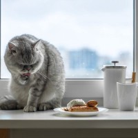 猫が『ご飯を食べた後に顔を洗う』理由4つ　実は野生の名残が残っている？