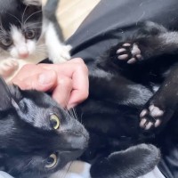 パパの膝の上で黒猫がくつろいでいると…『特等席』を取られてしまった子猫が見せた『かわいい行動』に反響「大好きなんだね」「人気すぎて大変ｗ」