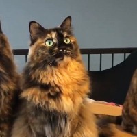 並んで座る『３匹のサビ猫』→おもちゃを左右に動かしてみると…可愛すぎる"動き"に癒される人が続出「リズム感バッチリｗ」「美しい」