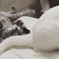 朝起きたら目の前で『子猫とお姉さん猫』が……『幸せいっぱいな光景』が癒されると28万再生「ニコニコで仕事いけるね」「朝から素敵」