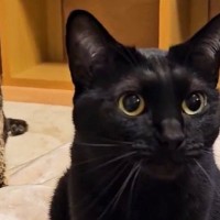 ひとつの毛布で仲良くふみふみをする『黒猫とサビ猫』……可愛すぎる瞬間に１万いいねの反響「シンクロしてるｗ」「尊くてガン見した」