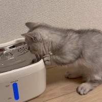 初めて『自動給水機』を設置してみたら……愛猫が見せた『まさかの反応』が可愛すぎると25万表示「心が浄化された」「興味津々でかわいいｗ」