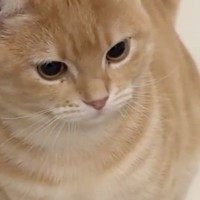 最近お風呂によく『猫の毛が浮いている』と思ったら…愛猫がしていた"予想外の行動"に「働き者だねｗ」「一生懸命で可愛いｗ」と５万いいね