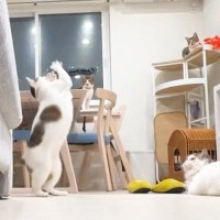 猫を多頭飼いしている人のリアルな日常…『情報量が多すぎる光景』に「色々と忙しいｗ」「想像以上で笑った」「やばいｗ」と２万いいね