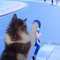『やめてｗｗｗ』ゲームで遊んでいたら、画面の前でネコが……想定外の行動に「じゃれつくという技」「かわいすぎるｗ」と１万いいねの反響