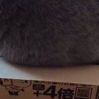 猫が『小さめのダンボール箱』に入ろうとした結果…挑戦の様子に笑ってしまう人が続出「はみ出てるの可愛いｗ」「冬毛でもふもふｗ」