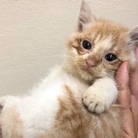 手のひらサイズだった保護子猫→出会った日から『４年』が経つと…すてきなビフォーアフターに感動「立派に育ったね」「今も昔もかわいい」