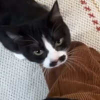 飼い主さんが帰ってくると、猫が『大喜び』して…あまりにも可愛い『熱烈大歓迎』に反響！「めっちゃ嬉しいよね」「くねくねがたまらん」