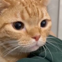 『嫌なことがあった様子の猫』→飼い主の腕の中に頭を埋めると…まさかの光景が143万再生「人吸いしてるｗ」「猫の世界も大変なんだね」