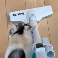 『掃除機』をかけ始めると、三毛猫が…猫とは思えない『まさかの行動』に「逃げるかと思いきやｗ」「初めて見たｗ」と笑ってしまう人が続出