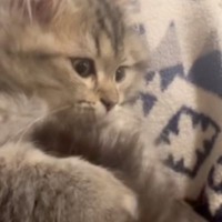 自分のしっぽで遊んでいた子猫→『肉球をマッサージ』されると…たまらなく可愛い光景が13万再生「幸せが詰まっとる」「ふわふわの天使だ」