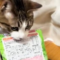 おやつが食べたい猫→目の前まで運んでくると…飼い主仰天の『策士すぎるおねだり方法』が35万再生「絶対あげちゃうｗ」「顔色伺ってるｗ」