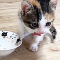 ご飯を食べ終えた『甘えん坊の保護子猫』→次の瞬間……尊すぎる『ルーティンの様子』が13万再生「心奪われた」「めちゃめちゃ可愛い」