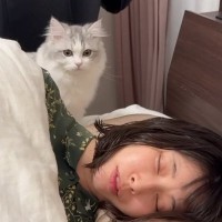 疲れて眠っているママを発見した『子猫』→布団をめくってあげると…「うらやましい！」可愛すぎる光景が14万再生「すごく癒された」「最高」