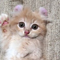『もう子猫とは呼べない…』半年後の様子を見ると→劇的なビフォーアフターに４万いいね「同じポーズで笑った」「やぁ（野太い）」