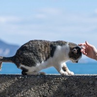 猫好きなら一度は訪れたい『猫の聖地』3選　全国各地のおすすめスポットをご紹介