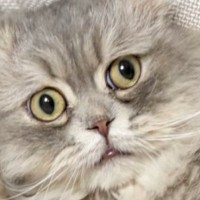 ソファの隙間に『はさまってしまった猫』……可愛すぎる表情とポーズに「助けてあげて～ｗ」「たまらないね」「思わず笑った」と1万いいね