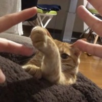 猫も入れて『家族でじゃんけん大会』→最初はグーと言うと……微笑ましすぎる光景が50万再生「ほっこりしたｗ」「表情が嬉しそう」