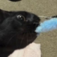 猫と『ねこじゃらしを引っ張りっこ』していたら……思わず笑う『全力すぎる光景』が50万再生「目ヂカラすごいｗ」「犬みたいだ」と話題