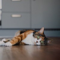猫が『床に落ちている』姿を目撃できるシーン3つ　起こりやすい場所や気をつけたいことも