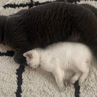 こんなに小さかった子猫が、『約１か月後』→想像以上に大きくなって…衝撃のビフォーアフターに４万いいね「巨猫になる予感」「かわいい」