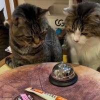 おやつが欲しい猫→目の前にあった『ベル』に触れると…可愛すぎて笑ってしまう光景が171万再生「ギリギリを攻めてからのｗ」「声出た」
