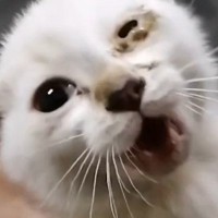 車のボンネットに『閉じ込められていた子猫』を保護→『４年』が経つと…「誰！ｗ」同じ猫とは思えないビフォーアフターに「ラスボス感ｗ」の声