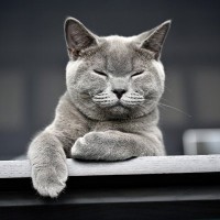 猫が『目を細める』ときの心理5選　どんな意味が込められているの？ケース別の応え方まで