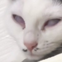 白目になって『爆睡し始めた猫』→心配したお父さんが……母爆笑の『慌てぶり』に「夜中に見たらダメなやつｗ」「おかえりで吹いた」の声