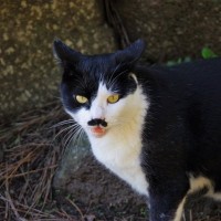 猫の『顔まわり』に表れがちな模様5つ　個性あふれる特徴や呼び名の由来もご紹介