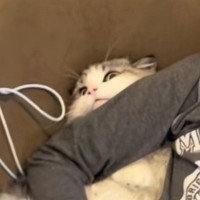 ゲームに夢中な男の子→猫の首に腕を乗せてしまった結果…『まさかの展開』が素敵すぎると252万再生「可愛すぎて無理ｗｗ」「愛を感じた」