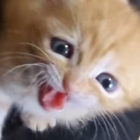 ミルクを冷ます飼い主さん→『赤ちゃん猫』が待ちきれなくなった結果…「可愛すぎて気絶しそう」癒される光景が49万再生「はよ寄こせみたいなｗ」