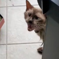 玄関前で毎朝『ニャーニャー』と鳴いてアピールしてきた猫→保護して２年…幸せいっぱいな光景に感動「良い出会い」「驚くほど毛質が変わった」