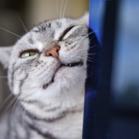 『幸せを感じている猫』がみせるサイン5選　より満足させるコツや仕草の意味をご紹介