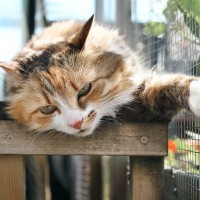 「キャティオ」がストレスを軽減し、幸せな猫にしてくれる　米国で建設がブームに