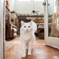 「お互いが心の支え」　トラウマを乗り越え、愛猫とのパリ暮らしを続けるシンガポール人女優