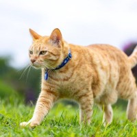 みんなを笑顔にする「放浪猫」→カフェや映画館に出入りし、街で出会った飼い主さんも無視する「マイペースぶり」で大人気　英国