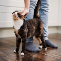 猫が人や物に『スリスリ』しているときの心理3つ　実はさまざまな意味が込められている？