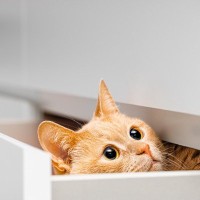 猫が思わず入りたくなる『場所やモノ』5選　姿が見えないときはここにいるかも？